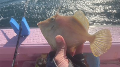 初カワハギ　鱗付完了