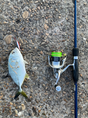 青物の引きでした