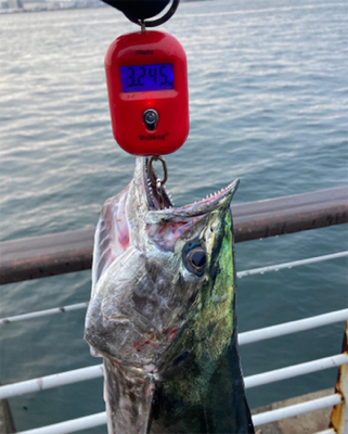 湾奥コスモクライマックス戦。鰆81センチ。。