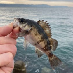 サクッとデイメバル