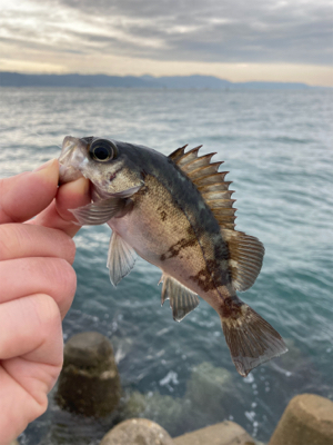 サクッとデイメバル