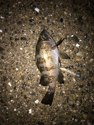 メバルプラッキング