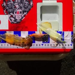 アジング練習341 　ヒイカ