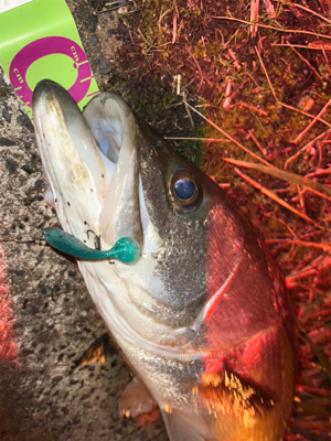 秋爆　シーバス！