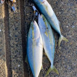 朝マズメジギング