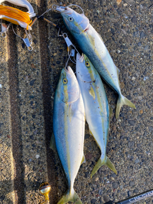 朝マズメジギング