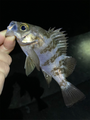 漁港ですライトゲーム