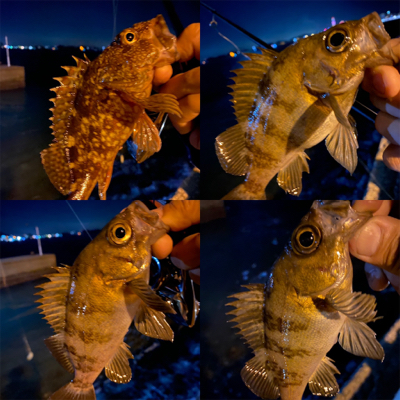 関門メバリング