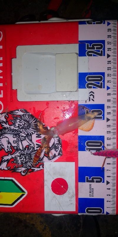 アジング練習343 鯵と神頭烏賊