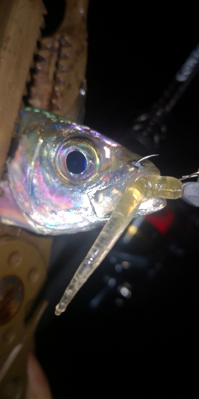 アジング練習344 小鯵と神頭烏賊