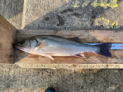 シーズン終盤も快釣