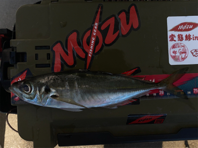 マズメチャレンジ