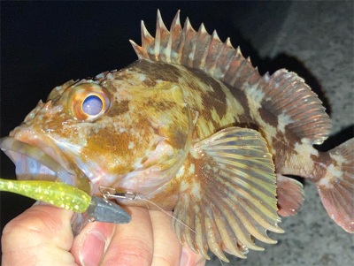 やっぱり癒やし系