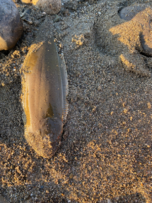 舌平目　ウシノシタ