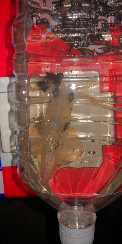 アジング練習348 鯖とライトエギング