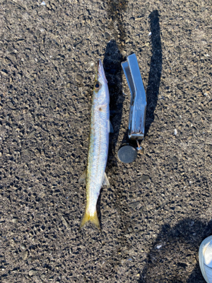 串本では２回目の