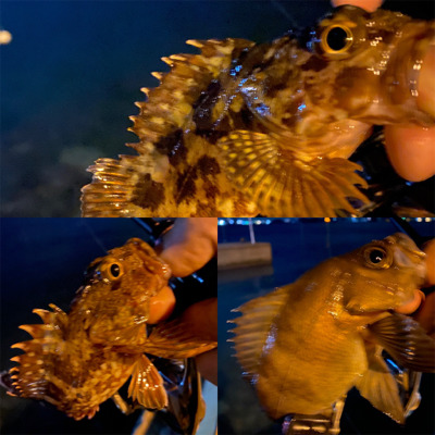 シャローフリークでメバリング