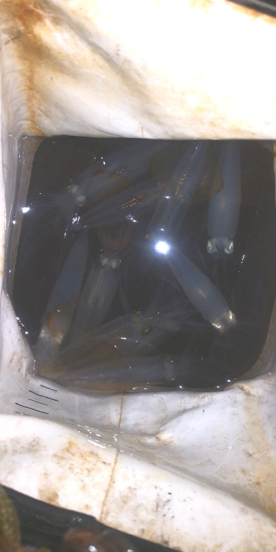 アジング練習349 ライトエギング