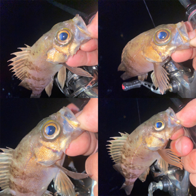 爆風メバリング