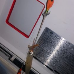 アジング練習351 爆風ライトエギング2