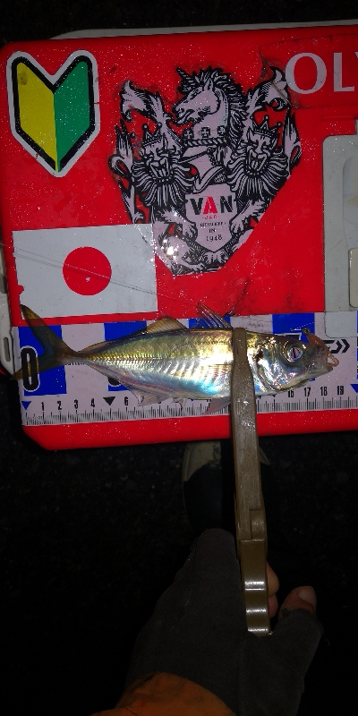 アジング練習353 ライトエギング4