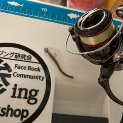 大阪湾奥アジング