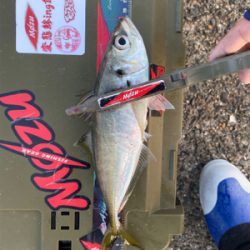 シャローフリークD