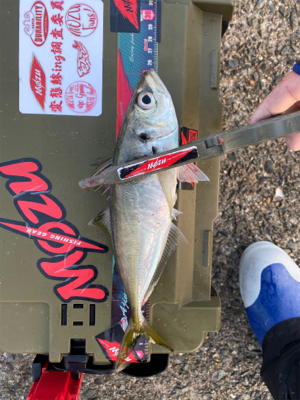 シャローフリークD