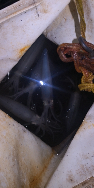 アジング練習354 ライトエギング5