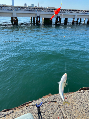 正月に向けての調査。