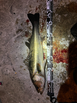 2021最初で最後のスズキ