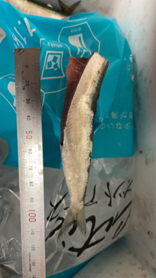 豊浜　イワシ祭り2021