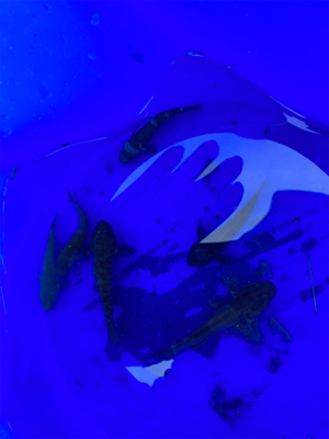 雪の中の穴釣り