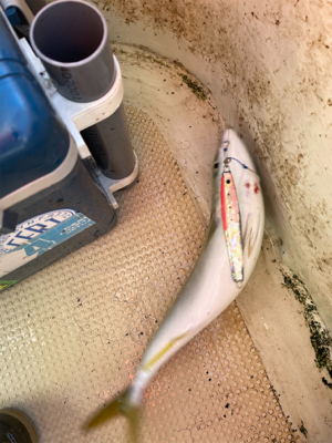 今年最後のジギング