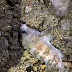 ラストライトゲーム