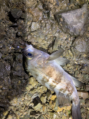 ラストライトゲーム