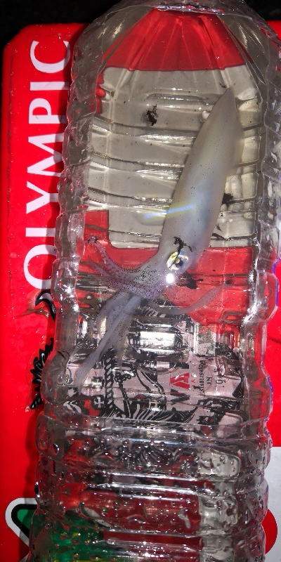 アジング練習355 ライトエギング終演かな？