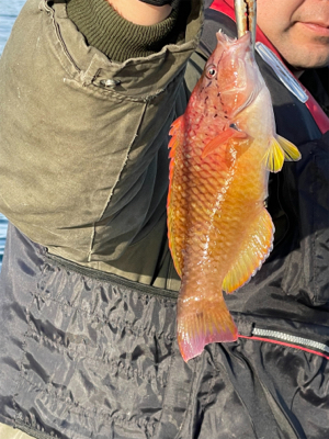 釣り納め　ジギング&タイラバ