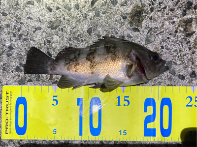 師走のメバリング