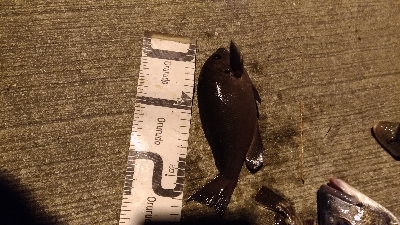 12/4釣果チヌグレガシラアジサバ