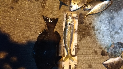 12/11釣果 30センチのグレ!