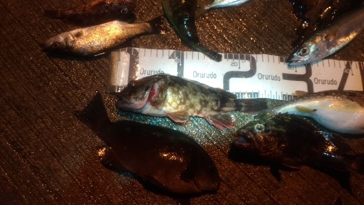 12/18釣果 極寒での紀州釣り