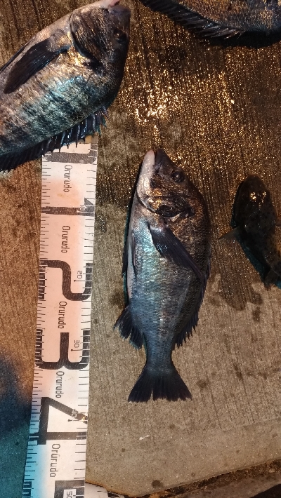 大晦日の釣行　暴風寒波紀州釣り