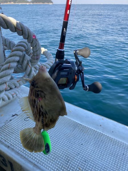 カワハギ釣果