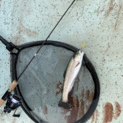 かめプー　本年最終日