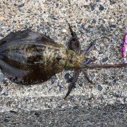 朝まずめの恩恵