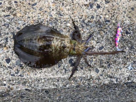 朝まずめの恩恵