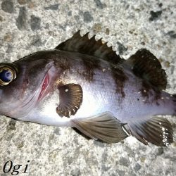 エビ撒き釣りで21㎝含む5匹のメバル