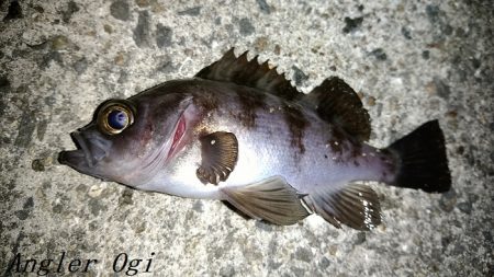 エビ撒き釣りで21㎝含む5匹のメバル