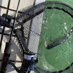 かめプー　トップ激アツ